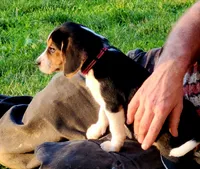 Posie, a female Beagle for sale in Howard, OH – 3 of 4