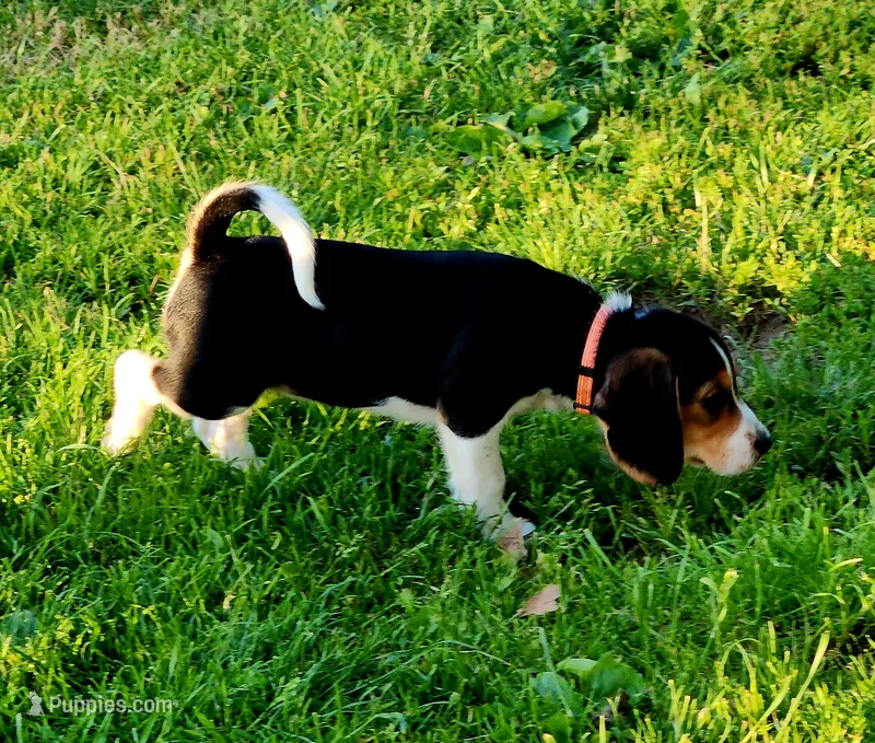 Pinkie – Beagle puppy for sale in Howard, OH