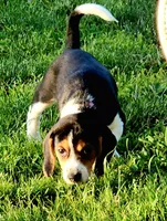 Lily, a female Beagle for sale in Howard, OH – 3 of 4