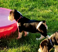 Rosie, a female Beagle for sale in Howard, OH – 2 of 3