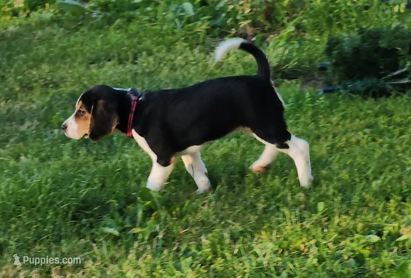 Rosie – Beagle puppy for sale in Howard, OH