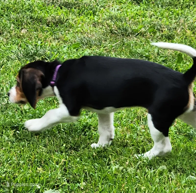 Lily – Beagle puppy for sale in Howard, OH