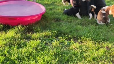 Meadow, a female Beagle for sale in Howard, OH – 4 of 4