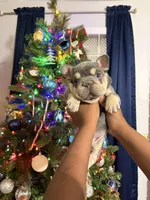 Little Dude, a male French Bulldog for sale in Prairieville, LA – Photo 3 of 6