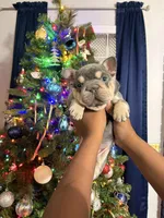 Little Dude, a male French Bulldog for sale in Prairieville, LA – Photo 6 of 6