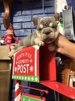 Little Dude, a male French Bulldog for sale in Prairieville, LA – Photo 4 of 6