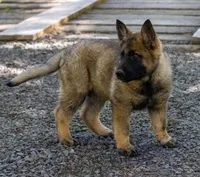 German shepherd puppy, a female German Shepherd Dog for sale in Eugene, OR – 6 of 10