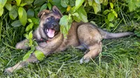 German shepherd puppy, a female German Shepherd Dog for sale in Eugene, OR – 8 of 10