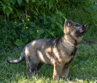 German shepherd puppy, a female German Shepherd Dog for sale in Eugene, OR – 10 of 10