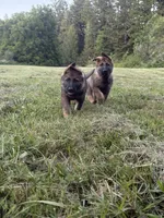 German shepherd puppy, a female German Shepherd Dog for sale in Eugene, OR – 4 of 10