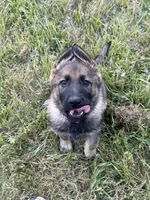 German shepherd puppy, a female German Shepherd Dog for sale in Eugene, OR – 2 of 10