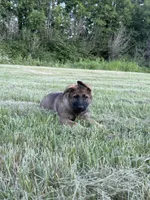 German shepherd puppy, a female German Shepherd Dog for sale in Eugene, OR – 3 of 10