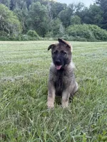 German shepherd puppy, a female German Shepherd Dog for sale in Eugene, OR – 5 of 10