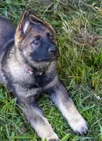 German shepherd puppy, a female German Shepherd Dog for sale in Eugene, OR – 9 of 10