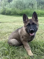 German shepherd puppy, a female German Shepherd Dog for sale in Eugene, OR – 1 of 10