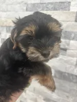Puppy, a male Yorkshire Terrier for sale in Homestead, FL – Photo 2 of 5