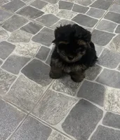 Puppy, a male Yorkshire Terrier for sale in Homestead, FL – Photo 3 of 5