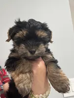 Puppy, a male Yorkshire Terrier for sale in Homestead, FL – Photo 4 of 5