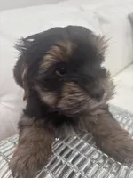 Puppy, a male Yorkshire Terrier for sale in Homestead, FL – Photo 5 of 5