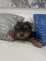 Puppy, a male Yorkshire Terrier for sale in Homestead, FL – Photo 5 of 8