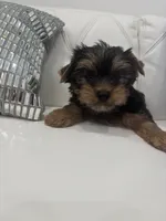 Puppy, a male Yorkshire Terrier for sale in Homestead, FL – Photo 7 of 8