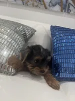 Puppy, a male Yorkshire Terrier for sale in Homestead, FL – Photo 8 of 8