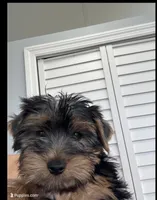 Puppy, a male Yorkshire Terrier for sale in Homestead, FL – Photo 6 of 8
