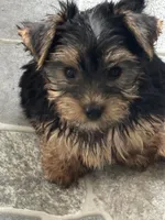 Puppy, a male Yorkshire Terrier for sale in Homestead, FL – Photo 3 of 8