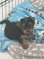 Puppy, a male Yorkshire Terrier for sale in Homestead, FL – Photo 4 of 8