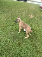 Blue Fawn Formentino Cane Corso, a female Cane Corso for sale in Atlanta, GA – 2 of 5