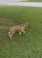 Blue Fawn Formentino Cane Corso, a female Cane Corso for sale in Atlanta, GA – 4 of 5