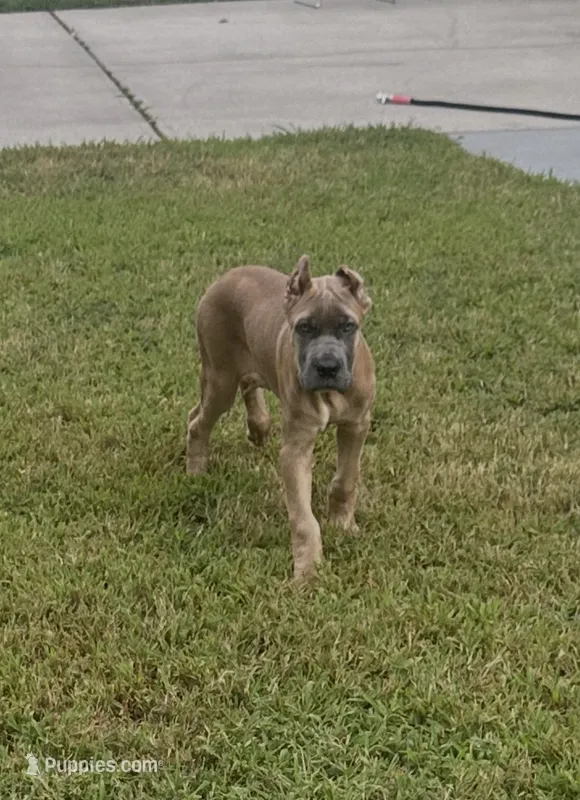 Blue Fawn Formentino Cane Corso – Cane Corso puppy for sale in Atlanta, GA