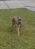 Blue Fawn Formentino Cane Corso, a female Cane Corso for sale in Atlanta, GA – 1 of 5