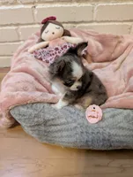 Applehead Chihuahuas, a female Chihuahua for sale in Midland, TX – 5 of 10