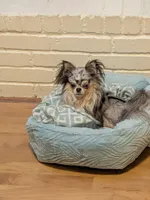 Applehead Chihuahuas, a female Chihuahua for sale in Midland, TX – 8 of 10