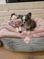 Applehead Chihuahua , a female Chihuahua for sale in Midland, TX – 3 of 9