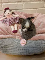 Applehead Chihuahuas, a female Chihuahua for sale in Midland, TX – 10 of 10