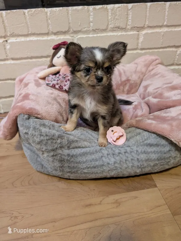 Applehead Chihuahuas – Chihuahua puppy for sale in Midland, TX