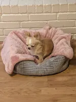 Applehead Chihuahuas, a female Chihuahua for sale in Midland, TX – 9 of 10