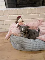 Applehead Chihuahua , a female Chihuahua for sale in Midland, TX – 7 of 9