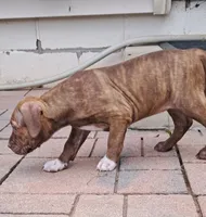 Purple, a female American Pit Bull Terrier for sale in Rochester, NY – 5 of 6