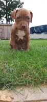 Orange , a female American Pit Bull Terrier for sale in Rochester, NY – 4 of 6