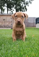Blue, a male American Pit Bull Terrier for sale in Rochester, NY – 2 of 6