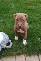 Pink, a female American Pit Bull Terrier for sale in Rochester, NY – 4 of 7