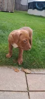 Orange , a female American Pit Bull Terrier for sale in Rochester, NY – 5 of 6