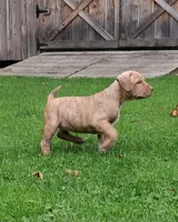 Yellow, a female American Pit Bull Terrier for sale in Rochester, NY – 2 of 6