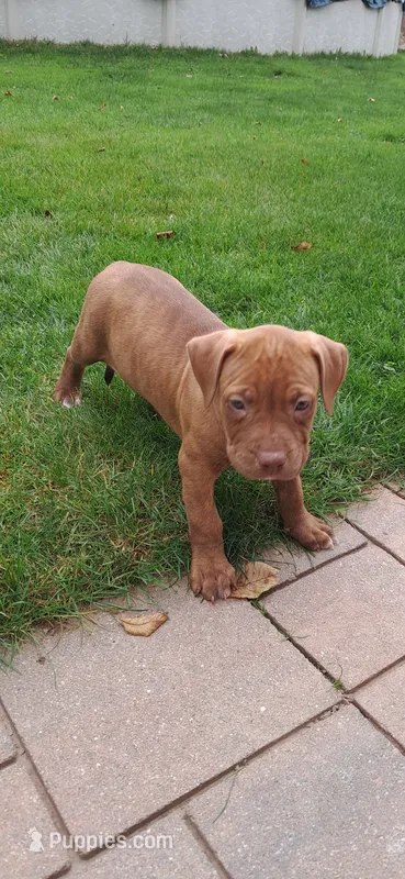 Orange  – American Pit Bull Terrier puppy for sale in Rochester, NY