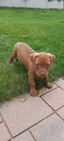 Orange , a female American Pit Bull Terrier for sale in Rochester, NY – 1 of 6