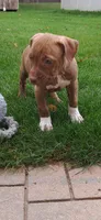 Pink, a female American Pit Bull Terrier for sale in Rochester, NY – 6 of 7