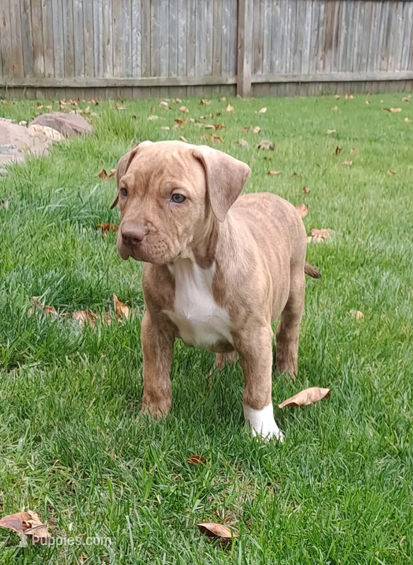 Yellow – American Pit Bull Terrier puppy for sale in Rochester, NY
